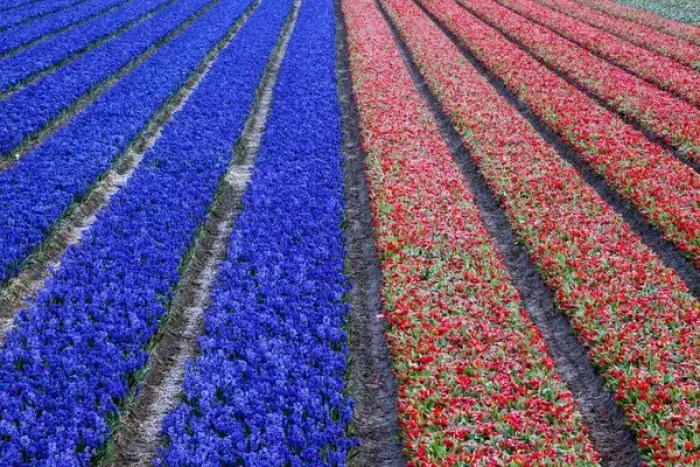 Framed Print : Europe, Holland, Rows in a Tulip Field Framed Print : Europe, Holland, Rows in a Tulip Field