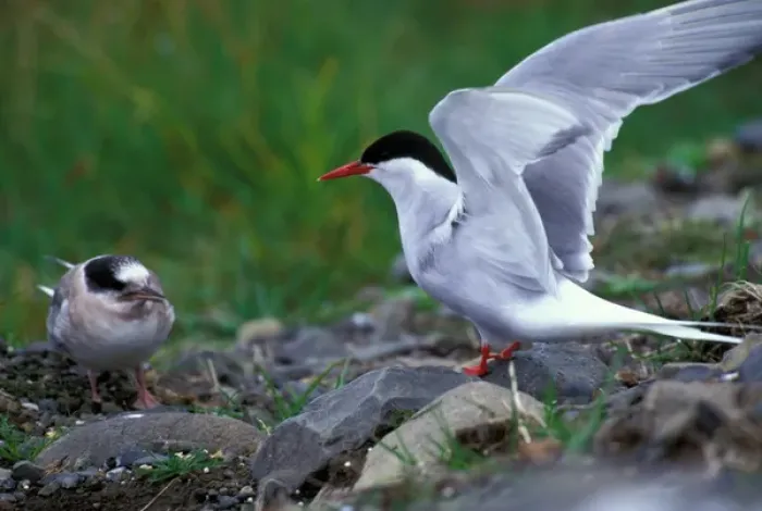 Framed Print : Europe, Iceland, Arctic tern (Sterna paradisaea)