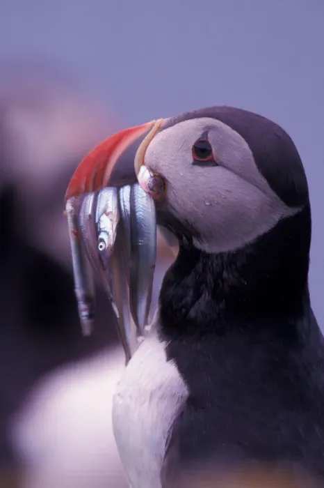 Framed Print : Europe, Iceland, Atlantic puffin (Fratercula arctica)