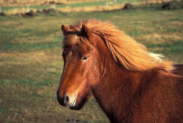 04. Europe, Iceland, Bessastadahreppur, Icelandic Horse
