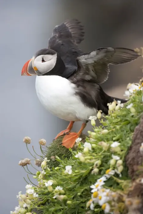 Framed Print : Europe, Iceland, Breidavik, Puffin amid Flowers on a Cliff Framed Print : Europe, Iceland, Breidavik, Puffin amid Flowers on a Cliff