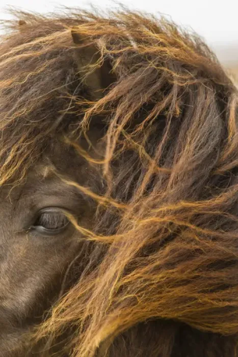 Framed Print : Europe, Iceland. Close-up of Icelandic horses head