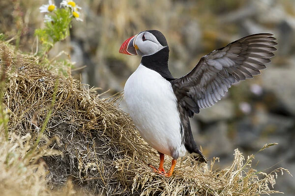 Europe, Iceland. Close-up of puffin flapping its wings