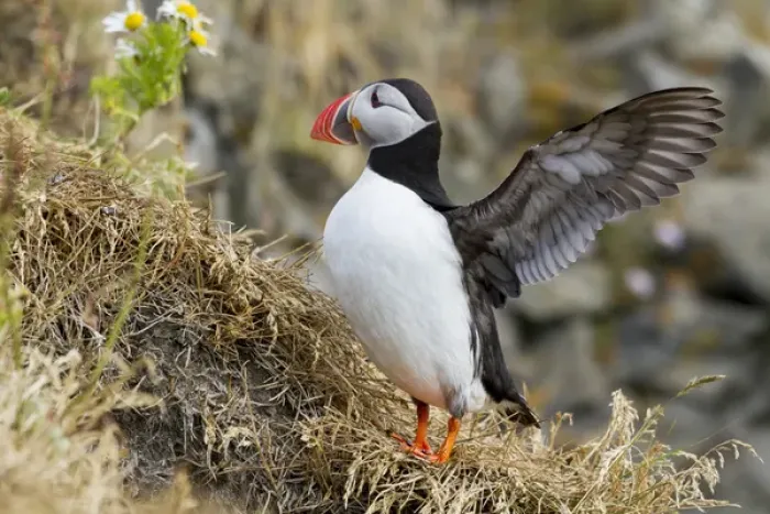 Framed Print : Europe, Iceland. Close-up of puffin flapping its wings