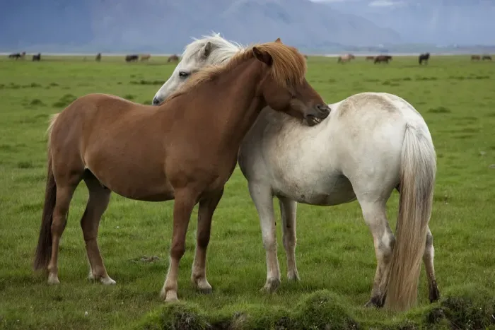 Framed Print : Europe, Iceland, Icelandic Horses