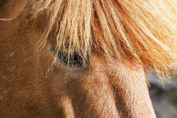 Europe, Iceland, Lake Myvatin, Icelandic horse