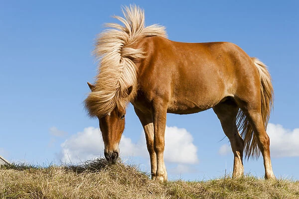Europe, Iceland, Lake Myvatin, Icelandic horse. Portrait of an Icelandic horse