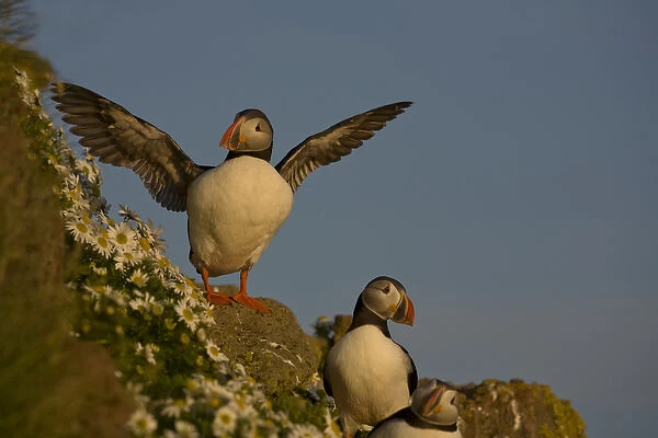Europe, Iceland, Latrabjarg. Atlantic puffin posing on rocky cliff next to sea mayweed flowers