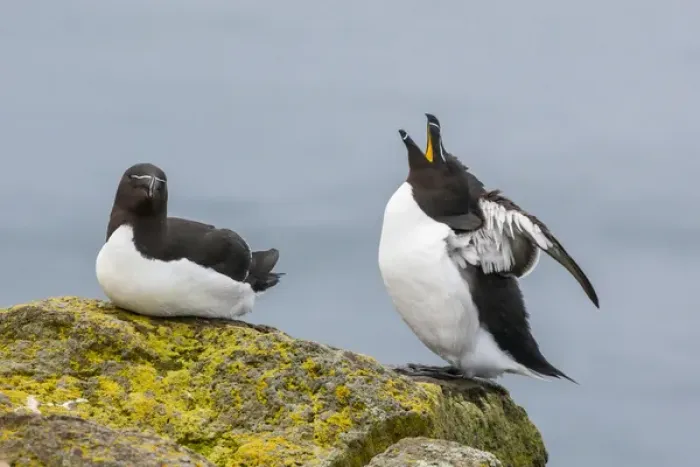 Framed Print : Europe, Iceland, Latrabjarg. Razorbill male in courtship behavior
