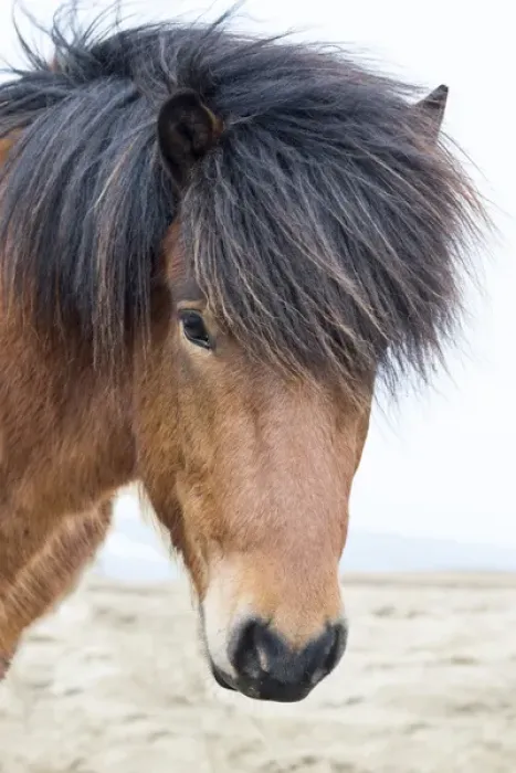 Framed Print : Europe, Iceland, North Iceland, near Akureyri. Icelandic horses have thick manes Framed Print : Europe, Iceland, North Iceland, near Akureyri. Icelandic horses have thick manes