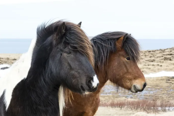 Framed Print : Europe, Iceland, North Iceland, near Akureyri. Icelandic horses have thick manes Framed Print : Europe, Iceland, North Iceland, near Akureyri. Icelandic horses have thick manes