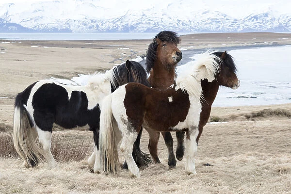 Europe, Iceland, North Iceland, near Akureyri. Icelandic horses have thick manes