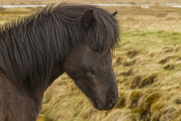 Europe, Iceland. Profile of Icelandic horse