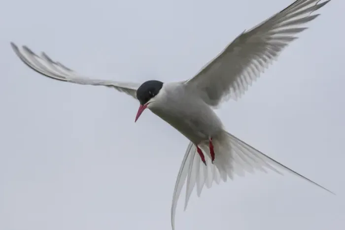 Framed Print : Europe, Iceland, Reykjavik. Arctic tern hovering Framed Print : Europe, Iceland, Reykjavik. Arctic tern hovering