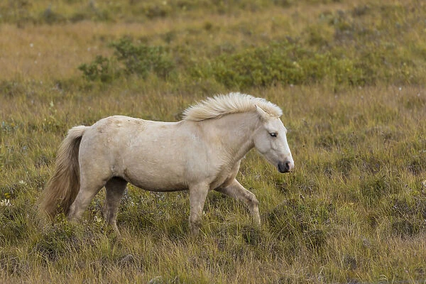 Europe, Iceland. Rugged Icelandic horses endure tough weather