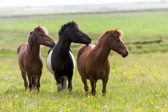 Framed Print : Europe, Iceland, Southwest Iceland. Icelandic horses enjoy a wildflower strewn field Framed Print : Europe, Iceland, Southwest Iceland. Icelandic horses enjoy a wildflower strewn field