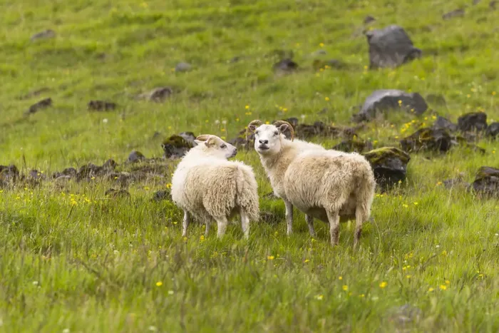 Framed Print : Europe, Iceland, Southwest Iceland. Icelandic sheep are commonly seen in the green Framed Print : Europe, Iceland, Southwest Iceland. Icelandic sheep are commonly seen in the green