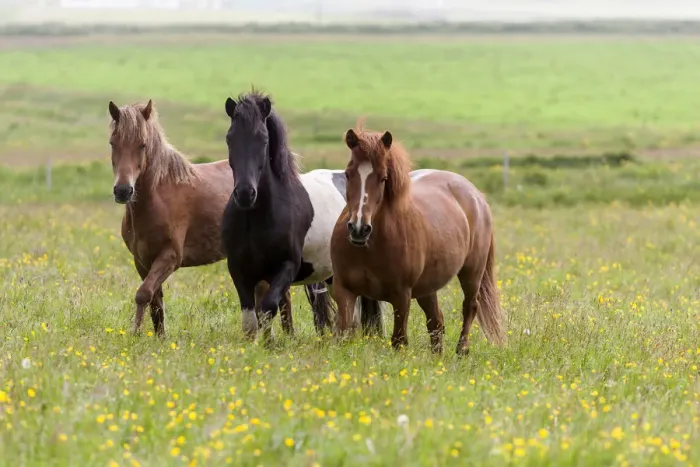 Framed Print : Europe, Iceland, Southwest Iceland. Icelandic horses enjoy a wildflower strewn field Framed Print : Europe, Iceland, Southwest Iceland. Icelandic horses enjoy a wildflower strewn field