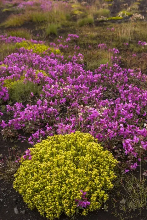 Framed Print : Europe, Iceland, Southwest Iceland. Masses of wildflowers are found in the summer Framed Print : Europe, Iceland, Southwest Iceland. Masses of wildflowers are found in the summer