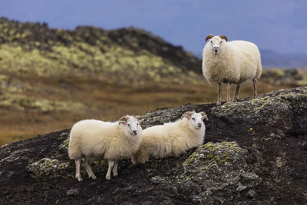 Europe, Iceland. View of Icelandic sheep