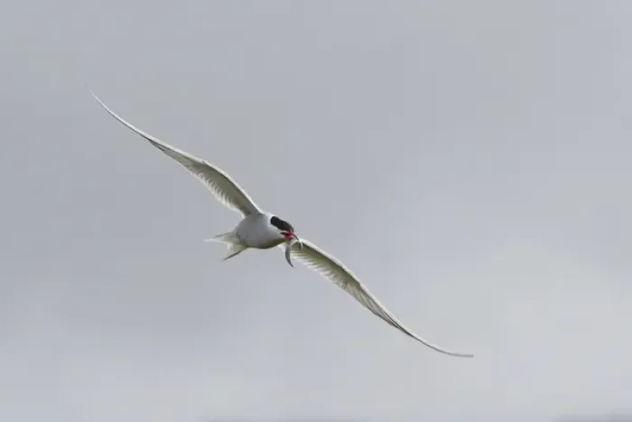 Framed Print : Europe, Iceland, Vik. Arctic tern flying with small fish in beak Framed Print : Europe, Iceland, Vik. Arctic tern flying with small fish in beak
