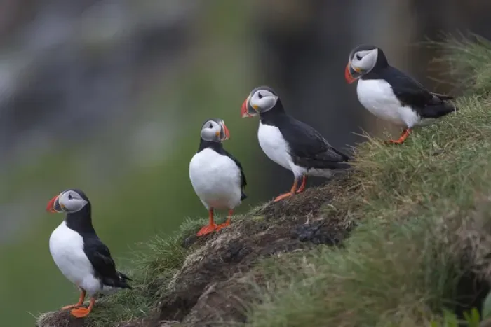 Framed Print : Europe, Iceland, Westfjords, Atlantic puffins, Fratercula arctica Framed Print : Europe, Iceland, Westfjords, Atlantic puffins, Fratercula arctica