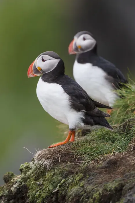 Framed Print : Europe, Iceland, Westfjords, Atlantic puffins, Fratercula arctica Framed Print : Europe, Iceland, Westfjords, Atlantic puffins, Fratercula arctica