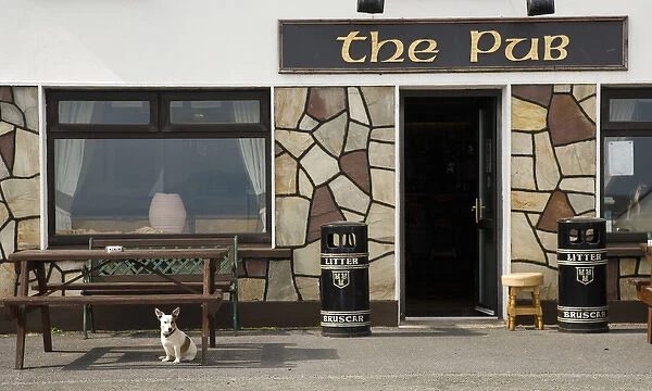 Europe, Ireland, Achill Island, Dooagh. Small dog who greets the patrons of the tavern