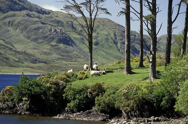 Europe, Ireland, County Mayo, Dho Lough. Sheep grazing