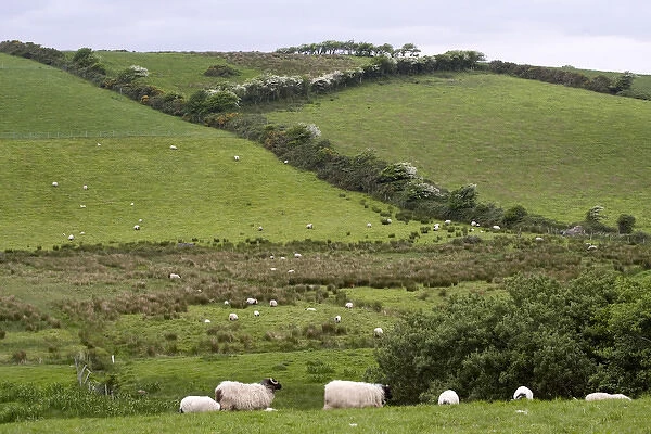 Europe, Ireland, County Mayo, Westport. Sheep in the Irish countryside. Credit as