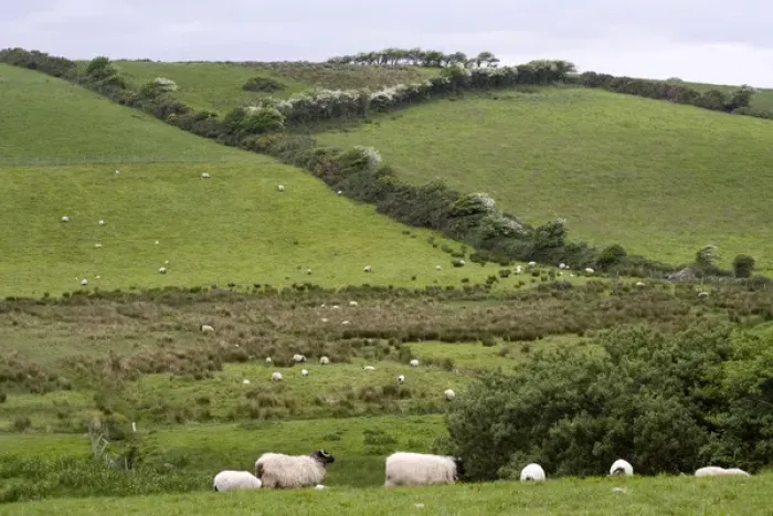Framed Print : Europe, Ireland, County Mayo, Westport. Sheep in the Irish countryside. Credit as Framed Print : Europe, Ireland, County Mayo, Westport. Sheep in the Irish countryside. Credit as