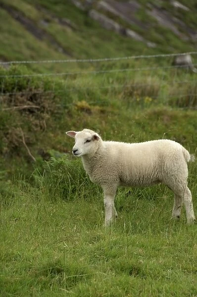 Europe, Ireland, Kerry County, Ring of Kerry. Typical sheep ranch. THIS IMAGE RESTRICTED