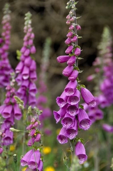 Europe, Ireland, Kerry County, Ring of Kerry, wildflowers (Foxglove). THIS IMAGE
