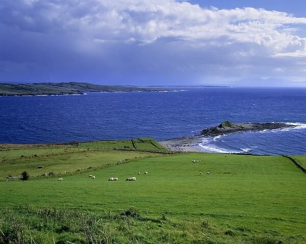 Europe, Ireland, Killybeggs. Sheep graze the green fields of Killybeggs, County Donegal, Ireland