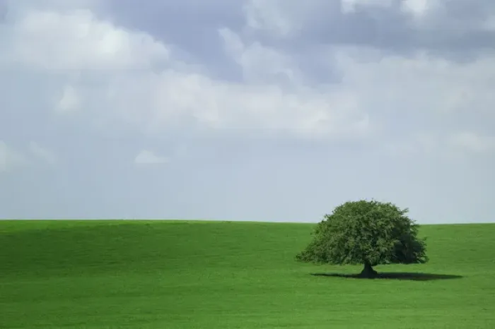 Framed Print : Europe, Ireland. Lone tree in field. Credit as: Kathleen Clemons / Jaynes Gallery / DanitaDelimont Framed Print : Europe, Ireland. Lone tree in field. Credit as: Kathleen Clemons / Jaynes Gallery / DanitaDelimont