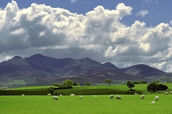 Europe, Ireland, Macgillacuddys Reeks. Sheep graze happily near Macgillacuddys Reeks