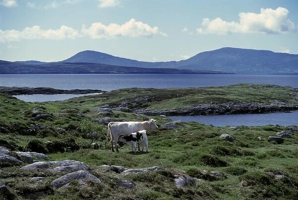 Europe, Ireland, Ring of Kerry. On a calm summer day, a white cow nurses her calf