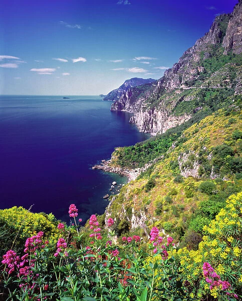 Europe, Italy, Amalfi Drive. Colorful wildflowers grow along the Amalfi Drive, or