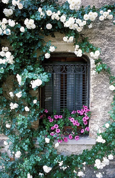 Europe, Italy, Asolo. Flowers growing around window