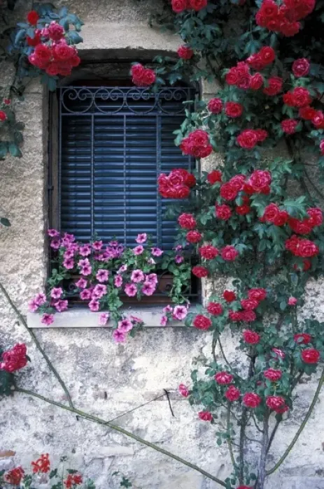 Framed Print : Europe, Italy, Asolo. Window with roses growing on wall