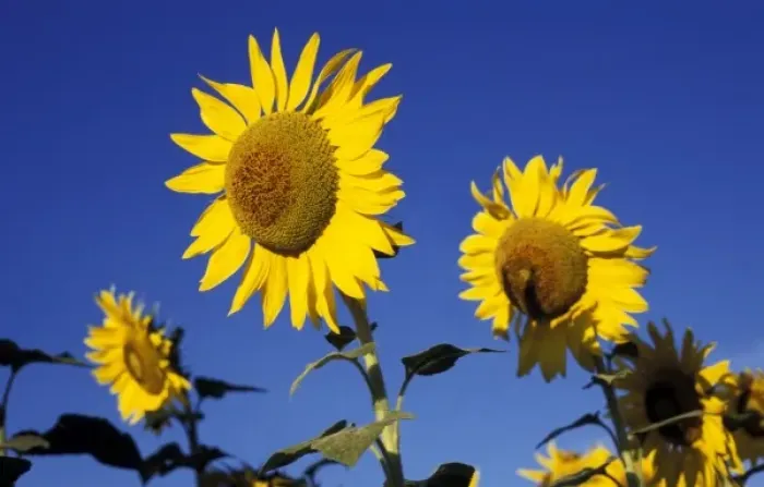 Framed Print : Europe, Italy, Buonconvento. Sunflowers