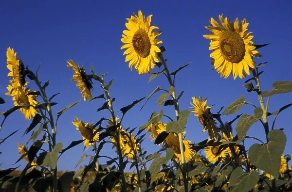 Europe, Italy, Buonconvento. Sunflowers