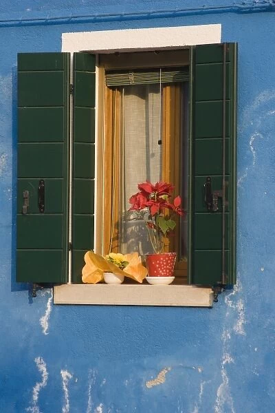 Europe, Italy, Burano. Poinsettia sits on shuttered window sill of a blue house. Credit as