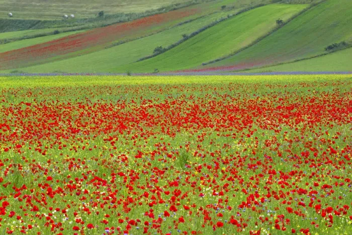Framed Print : Europe, Italy, Castellucio. Piano Grande field of flowers Framed Print : Europe, Italy, Castellucio. Piano Grande field of flowers