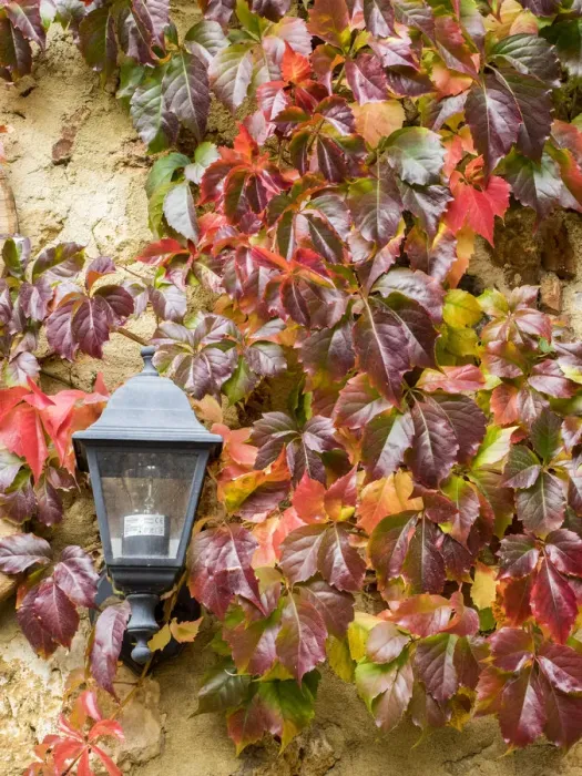 Framed Print : Europe, Italy, Chianti. Climbing vine in fall colors and exterior lamp against a stone Framed Print : Europe, Italy, Chianti. Climbing vine in fall colors and exterior lamp against a stone