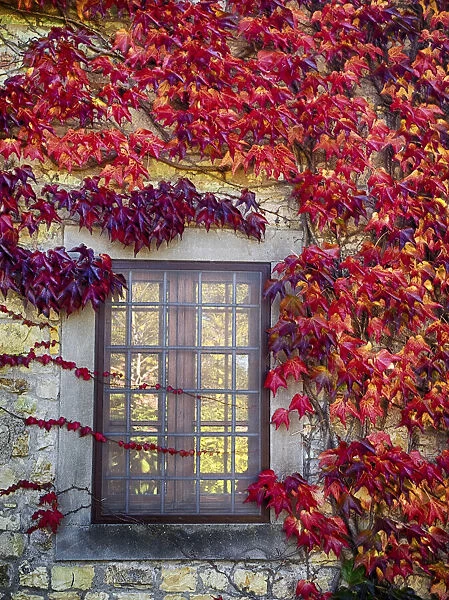 Europe, Italy, Chianti. Colorful ivy surrounding the window of a stone Tuscan home in the