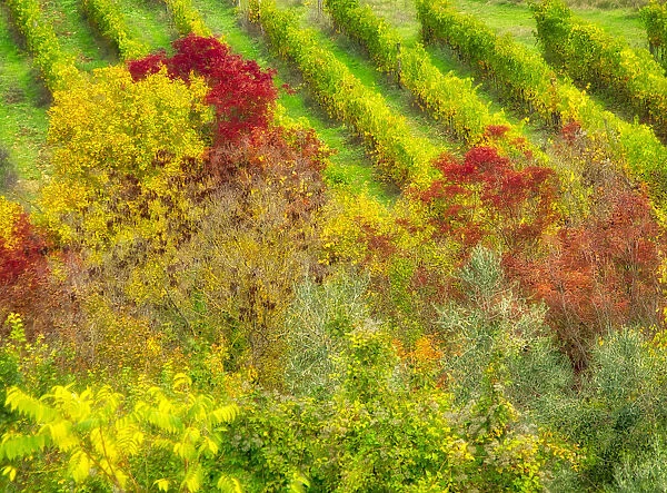 Europe, Italy, Chianti. Fall colored trees in a vineyard