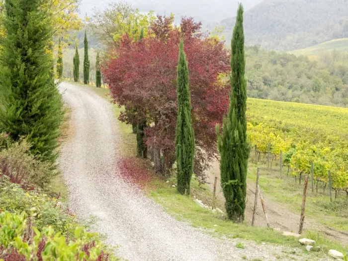 Framed Print : Europe, Italy, Chianti. Gravel road winding through a vineyard in autumn in the Chianti Framed Print : Europe, Italy, Chianti. Gravel road winding through a vineyard in autumn in the Chianti
