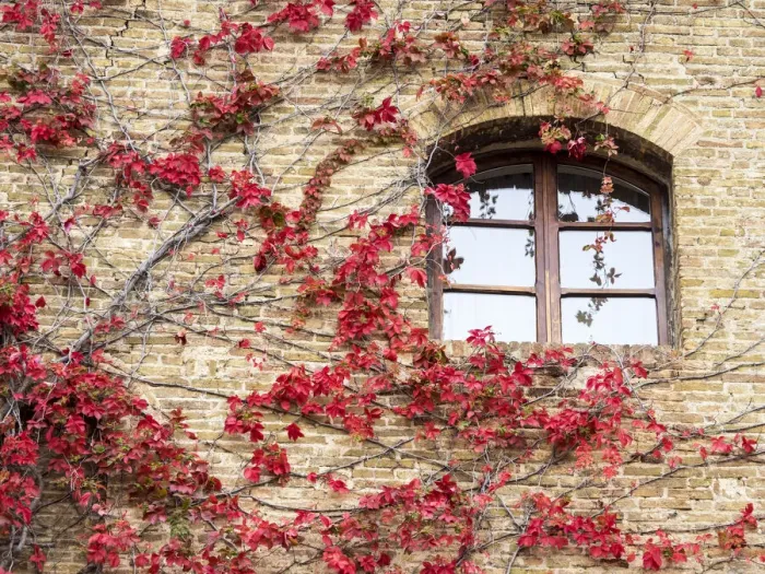Framed Print : Europe, Italy, Chianti. Red climbing ivy vine on a stone wall Framed Print : Europe, Italy, Chianti. Red climbing ivy vine on a stone wall