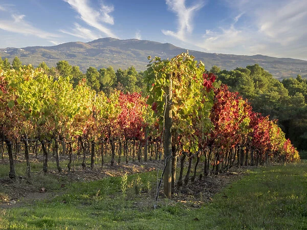 Europe, Italy, Chianti. Vineyard in autumn in the Chianti region of Tuscany